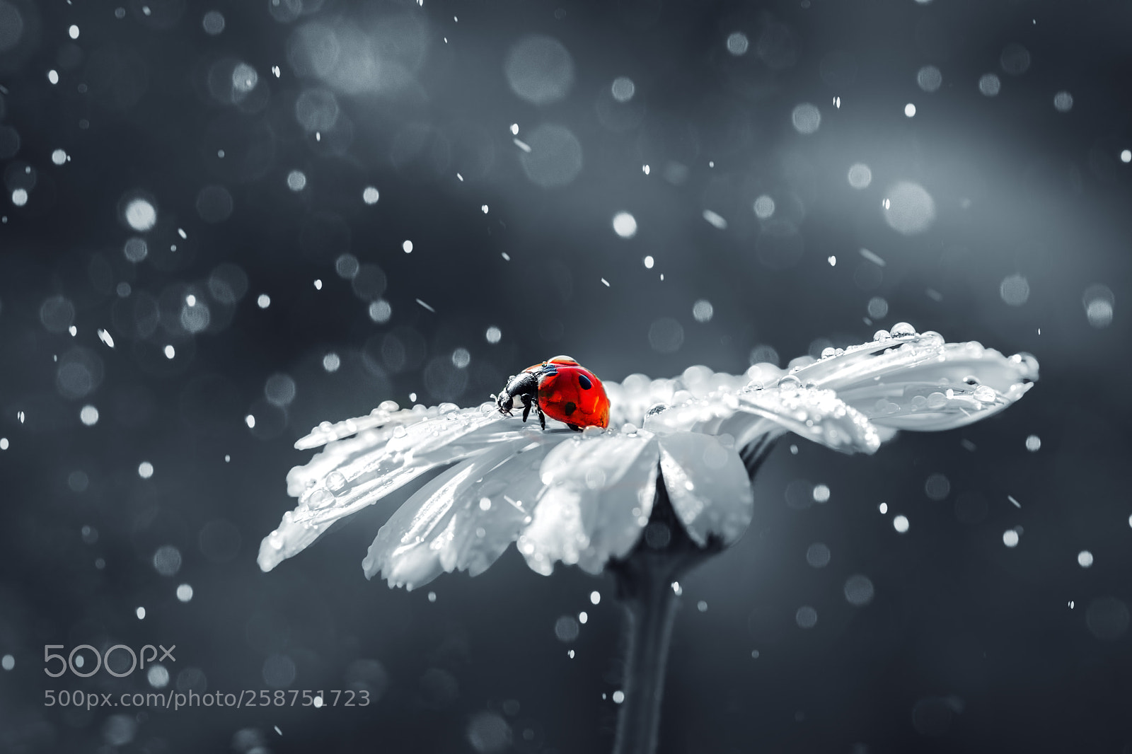 Canon EOS 5D Mark IV sample photo. Ladybug on daisy flower photography