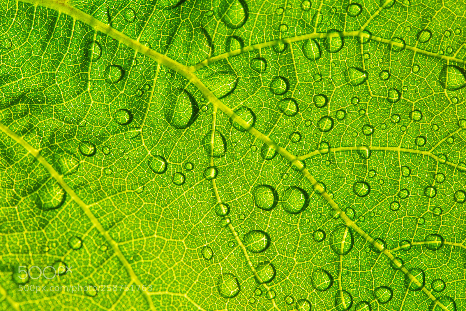 Canon EOS 5D Mark IV sample photo. Green leaf with water photography
