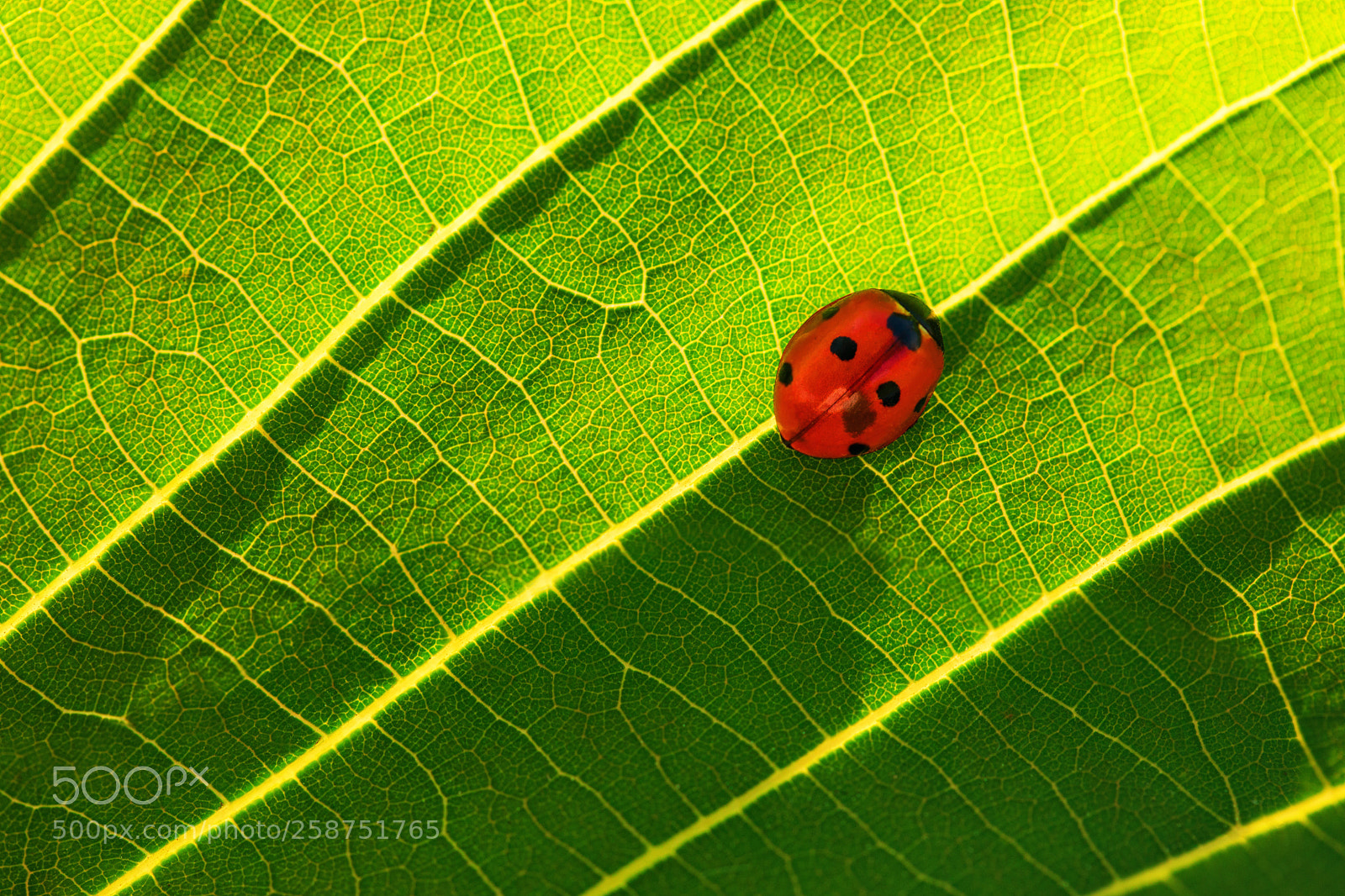 Canon EOS 5D Mark IV sample photo. Ladybug on green leaf photography