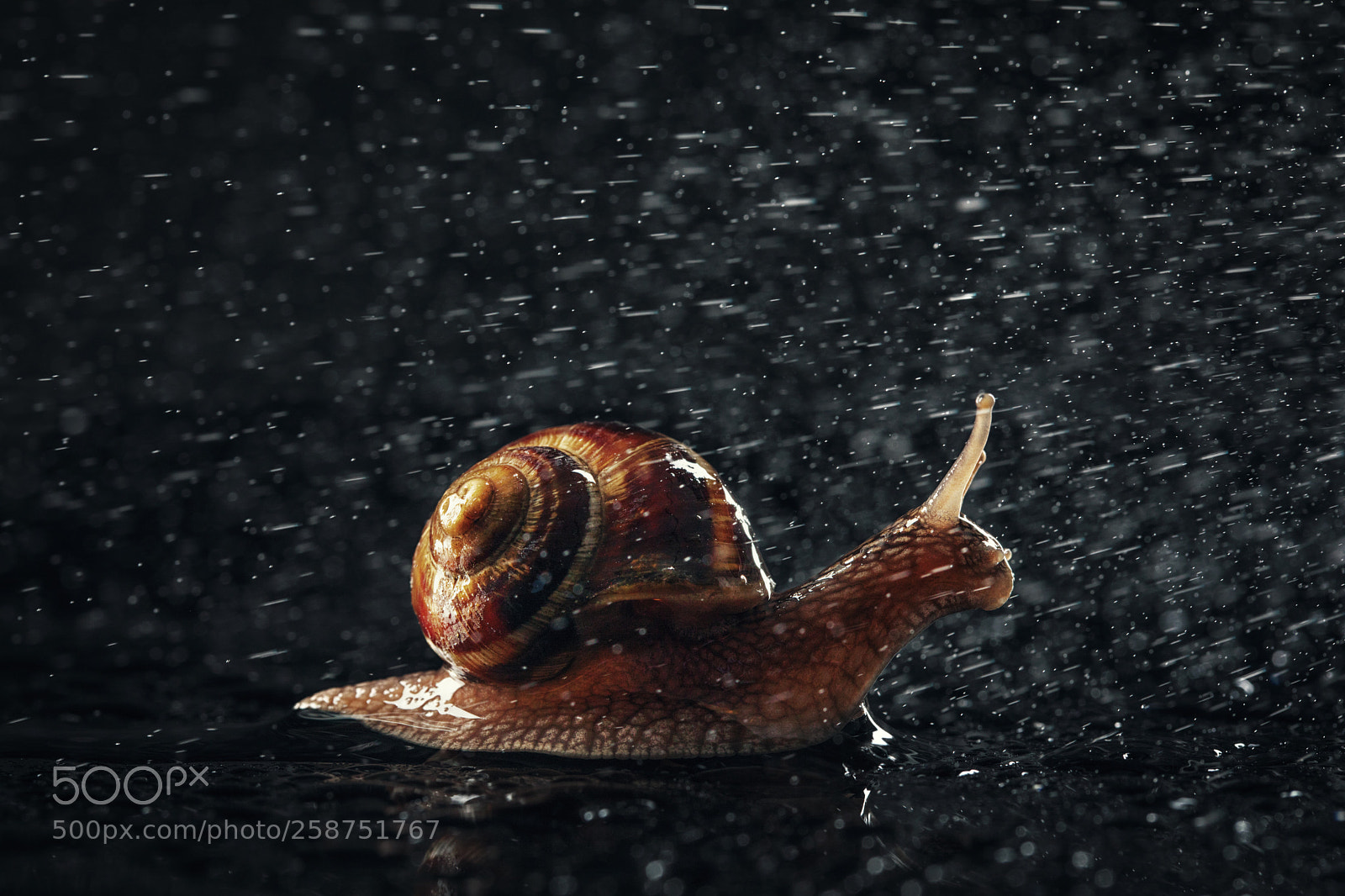 Canon EOS 5D Mark IV sample photo. Garden snail and raining photography