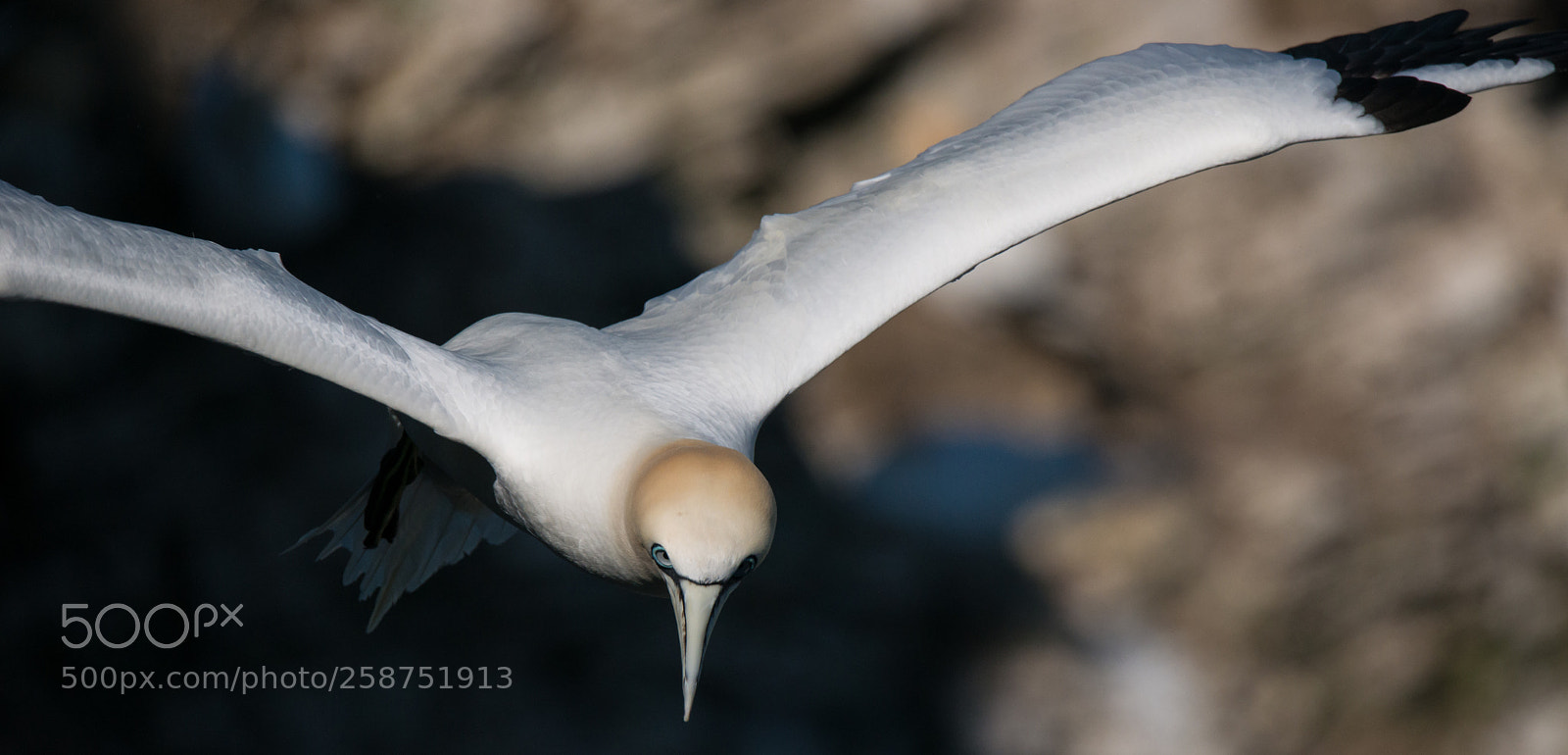 Nikon D800 sample photo. On the wing photography