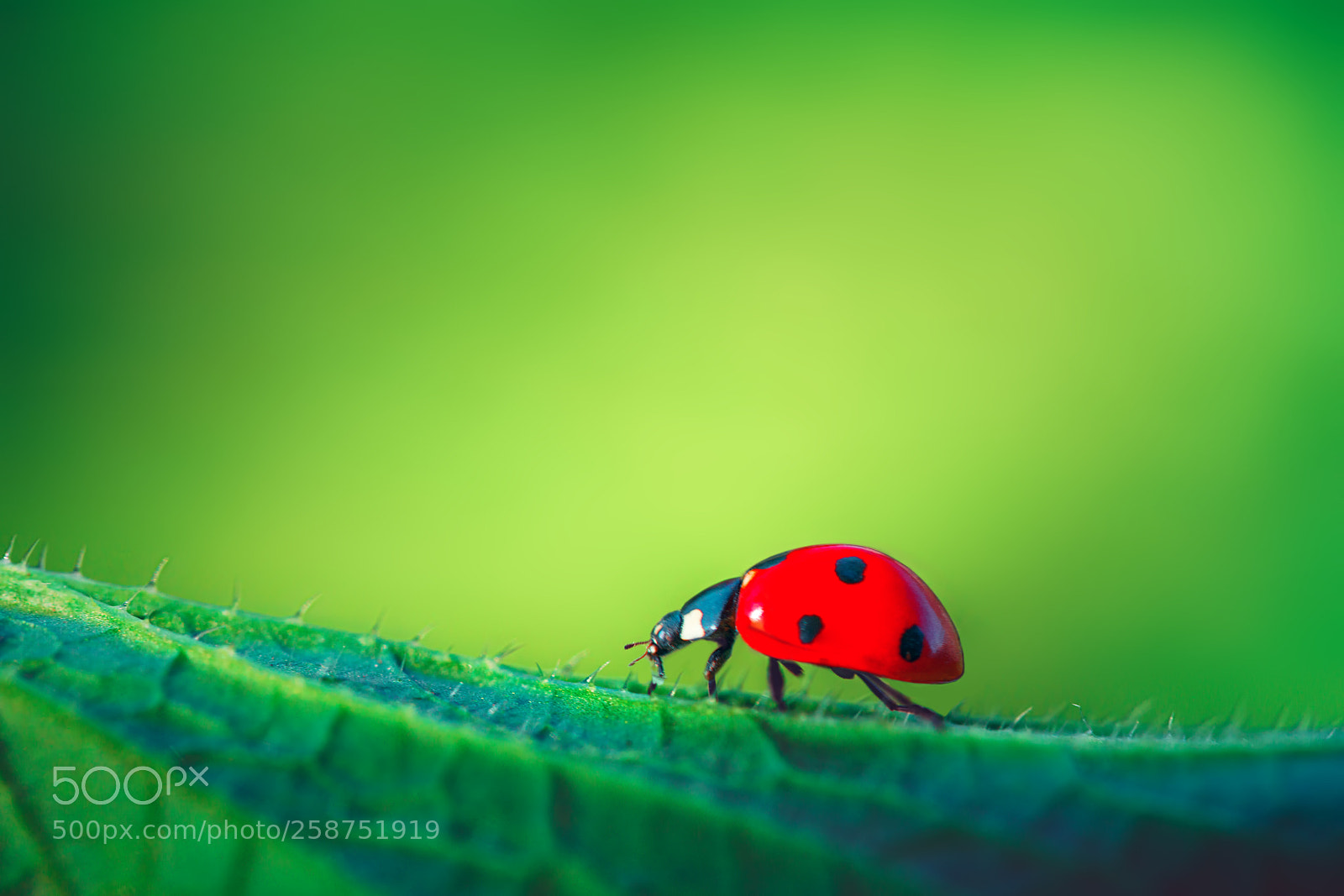 Sony a7R II sample photo. Ladybug on green leaf photography