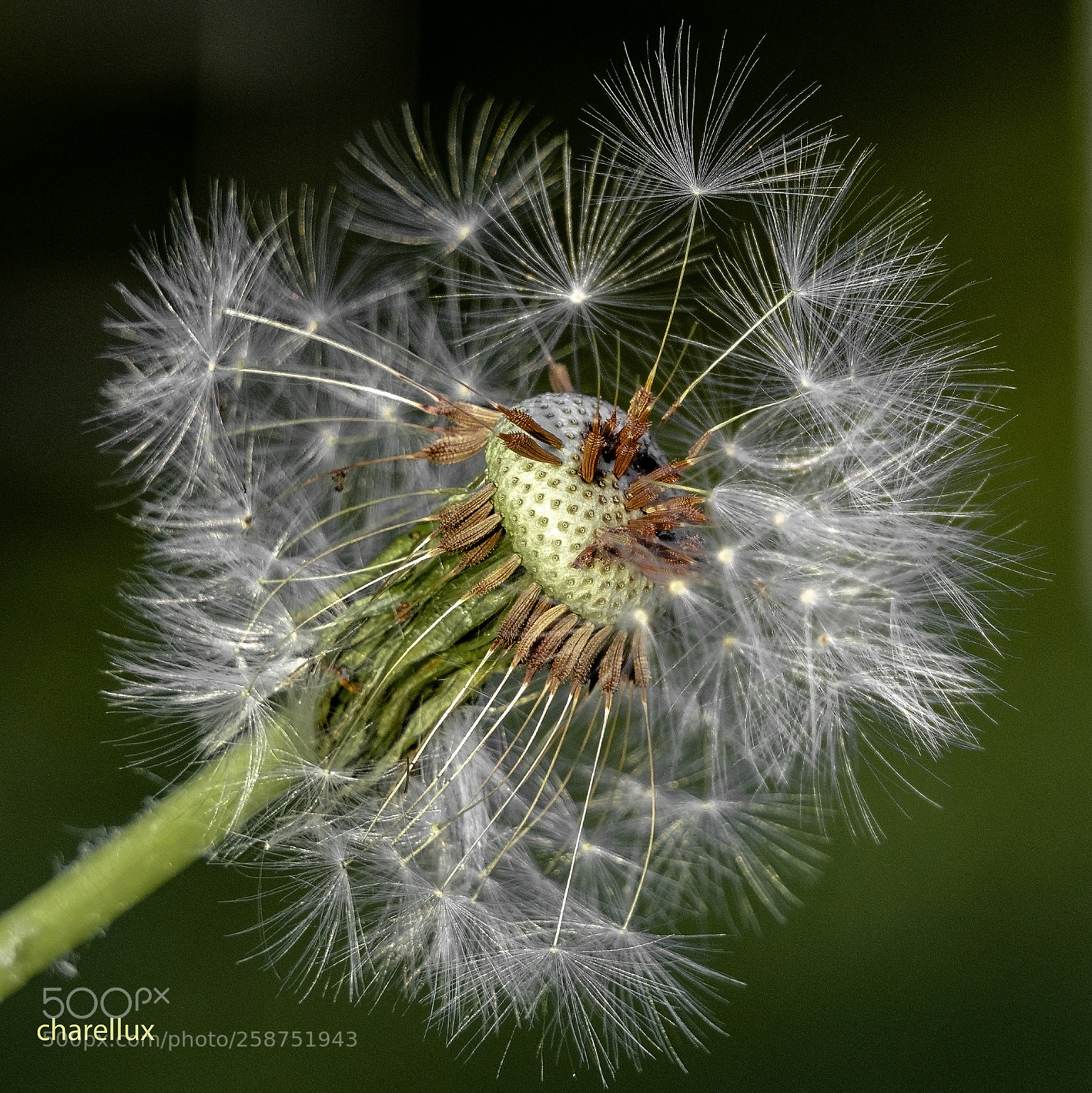 Sony a7R III sample photo. Pissblumm2 photography
