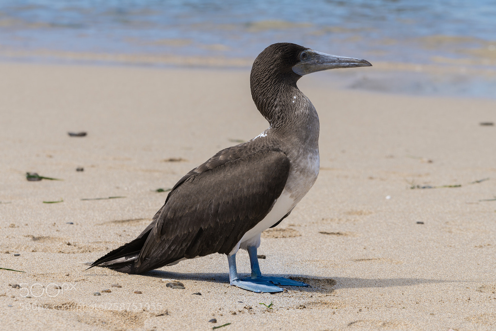 Sony a7R II sample photo. Isla lobos de tierra photography