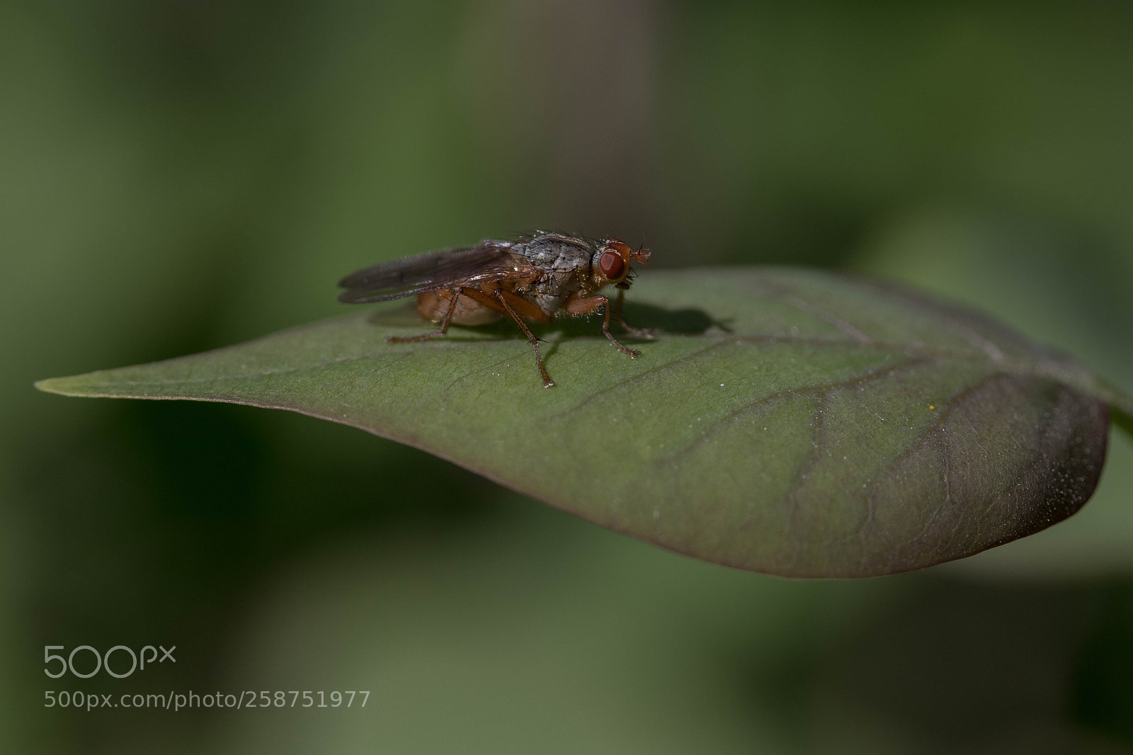 Canon EOS 80D sample photo. Img photography