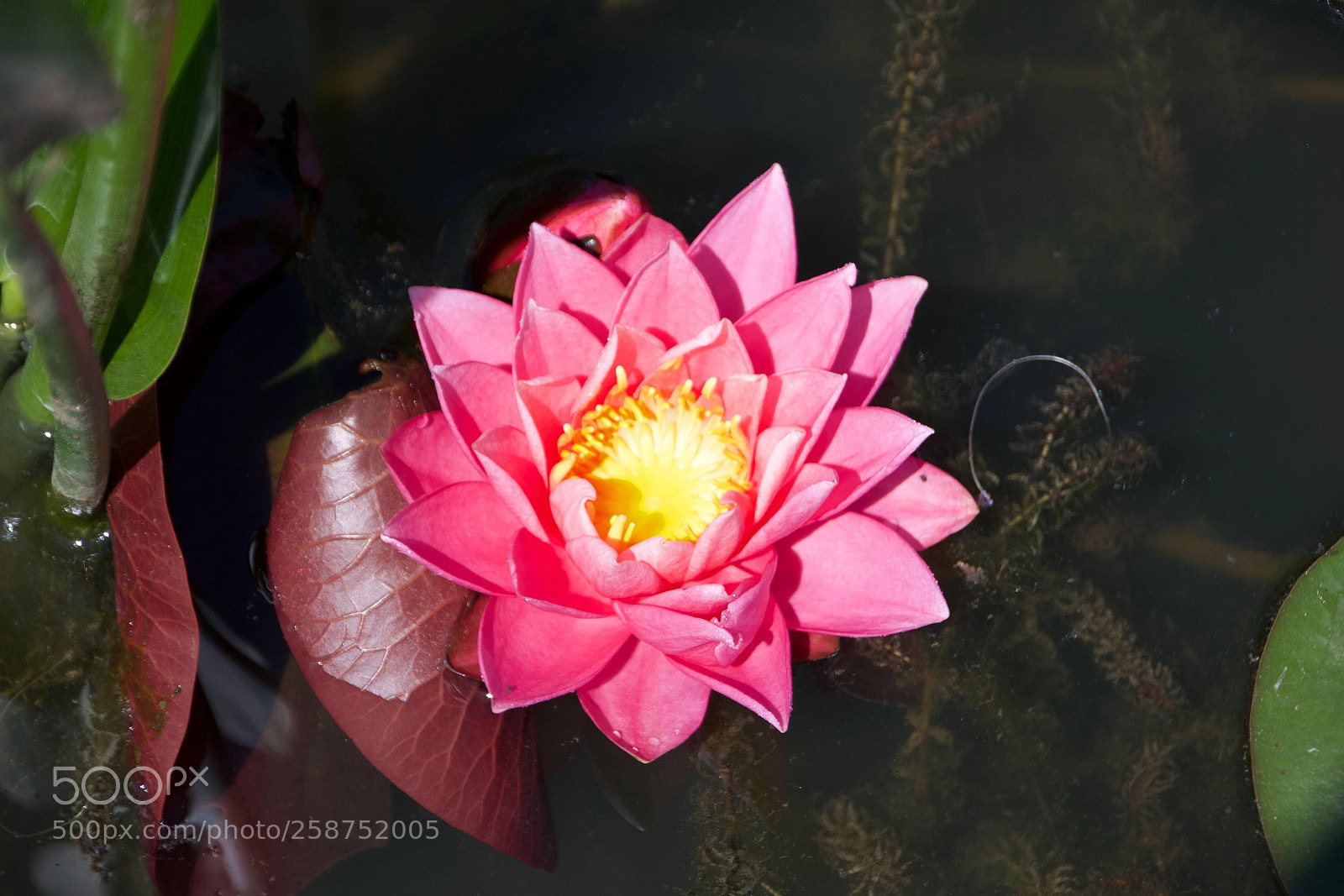 Nikon D3300 sample photo. Pink lotus photography