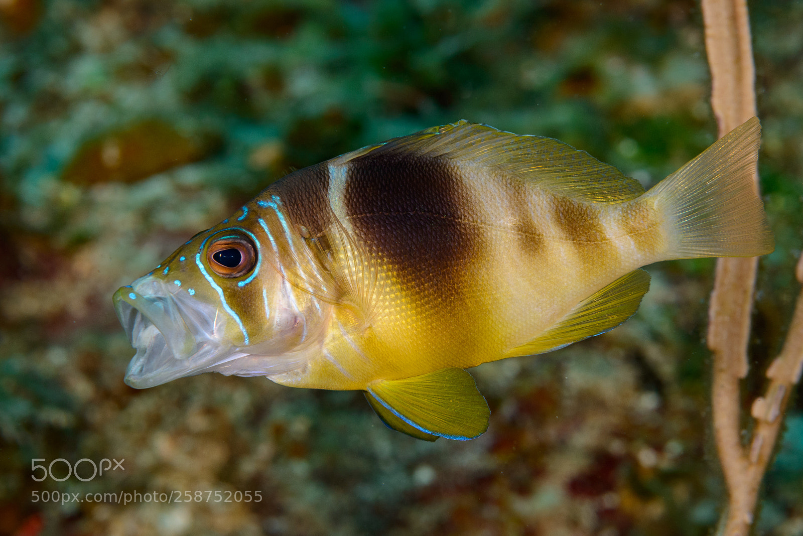 Nikon D800 sample photo. Barred hamlet photography