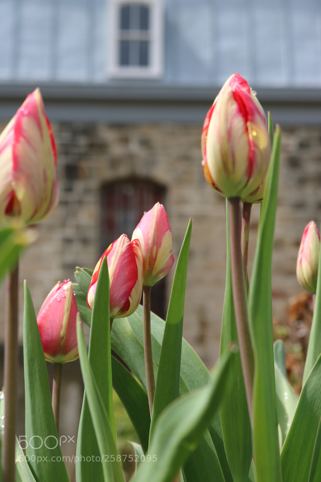 Canon EOS 750D (EOS Rebel T6i / EOS Kiss X8i) sample photo. Spring time tulips in photography