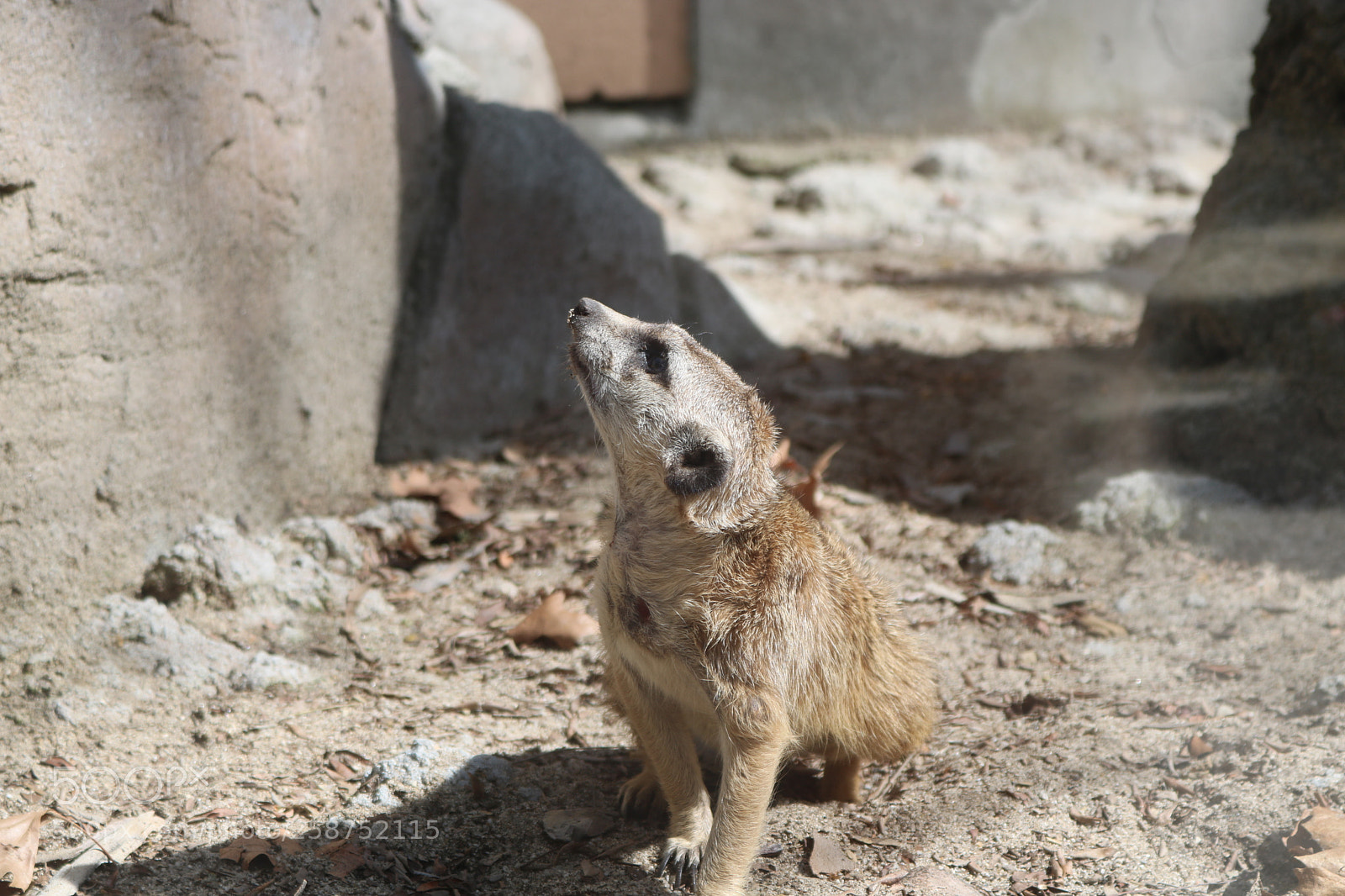Canon EOS 750D (EOS Rebel T6i / EOS Kiss X8i) sample photo. Meerkat looking for some photography