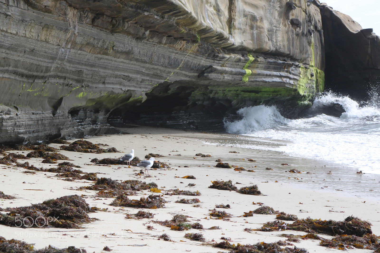 Canon EOS 750D (EOS Rebel T6i / EOS Kiss X8i) sample photo. La jolla california sea photography