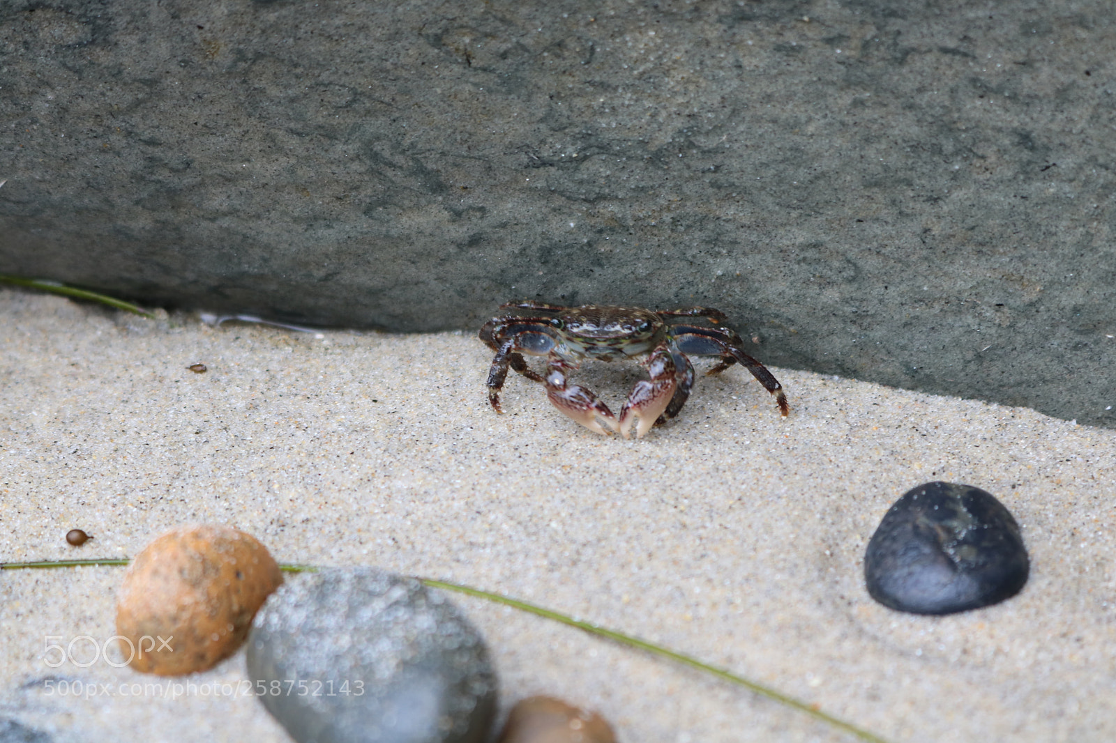 Canon EOS 750D (EOS Rebel T6i / EOS Kiss X8i) sample photo. Oceanside california shy crab photography