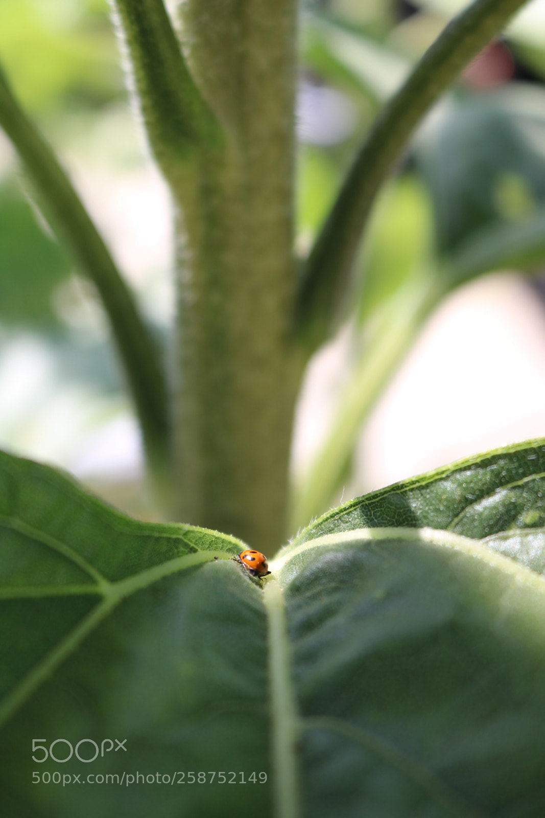 Canon EOS 750D (EOS Rebel T6i / EOS Kiss X8i) sample photo. Ladybug crawling along the photography