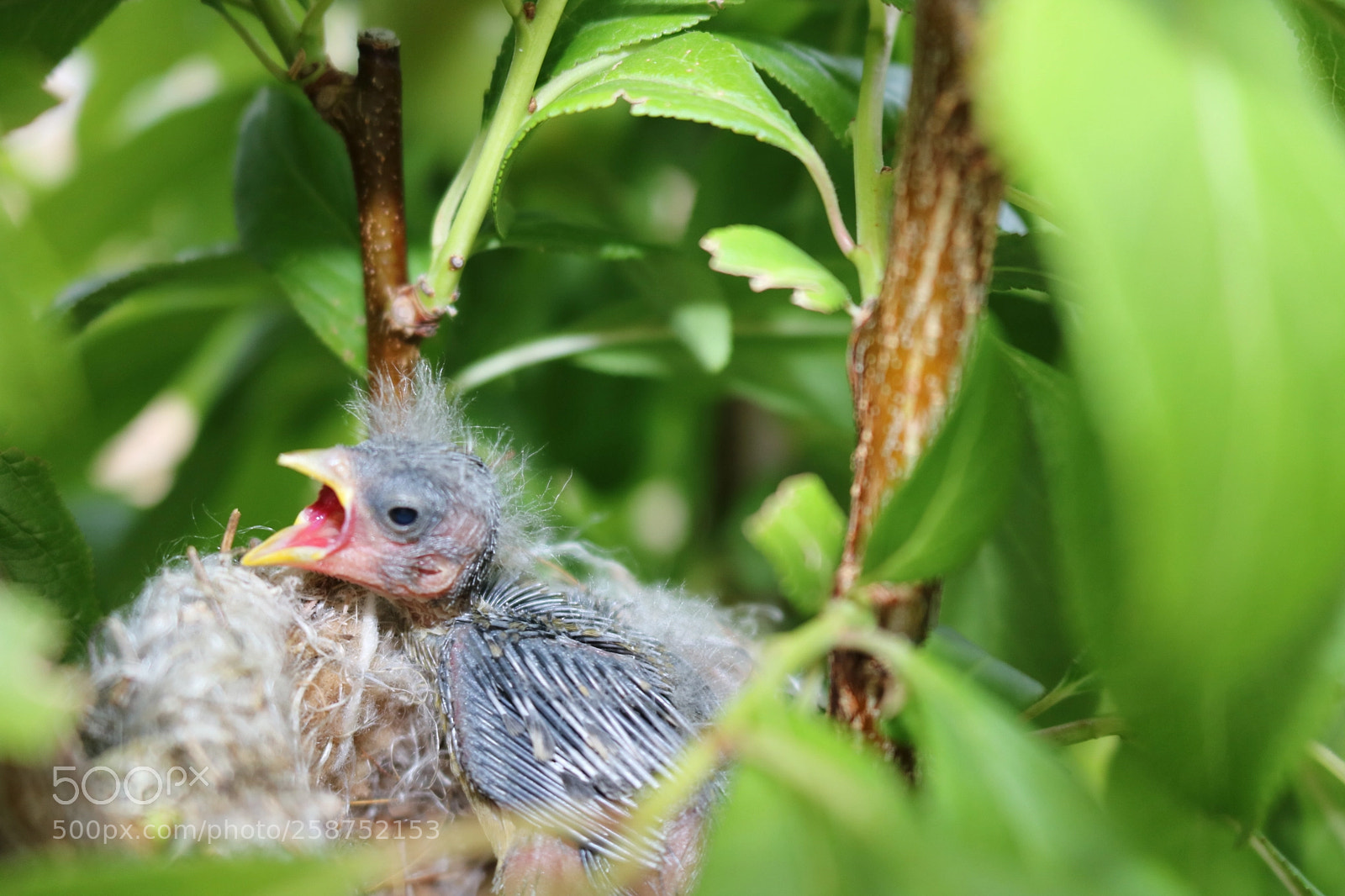 Canon EOS 750D (EOS Rebel T6i / EOS Kiss X8i) sample photo. Spring time baby bird photography