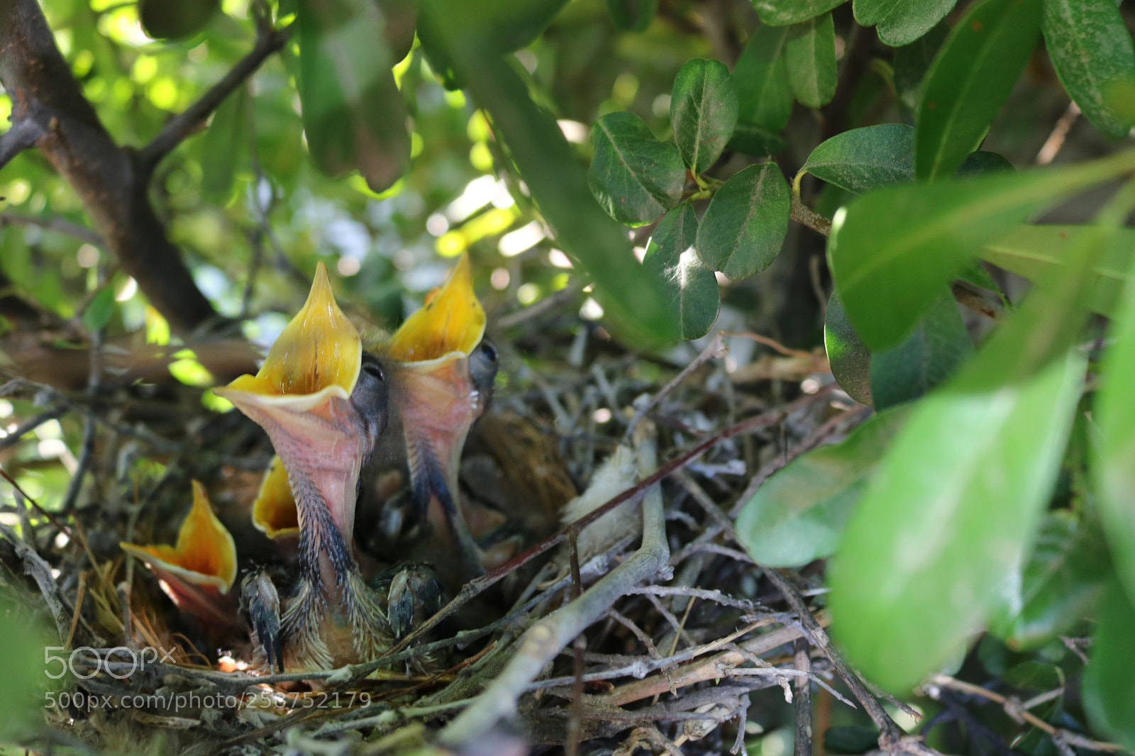 Canon EOS 750D (EOS Rebel T6i / EOS Kiss X8i) sample photo. Spring time baby birds photography
