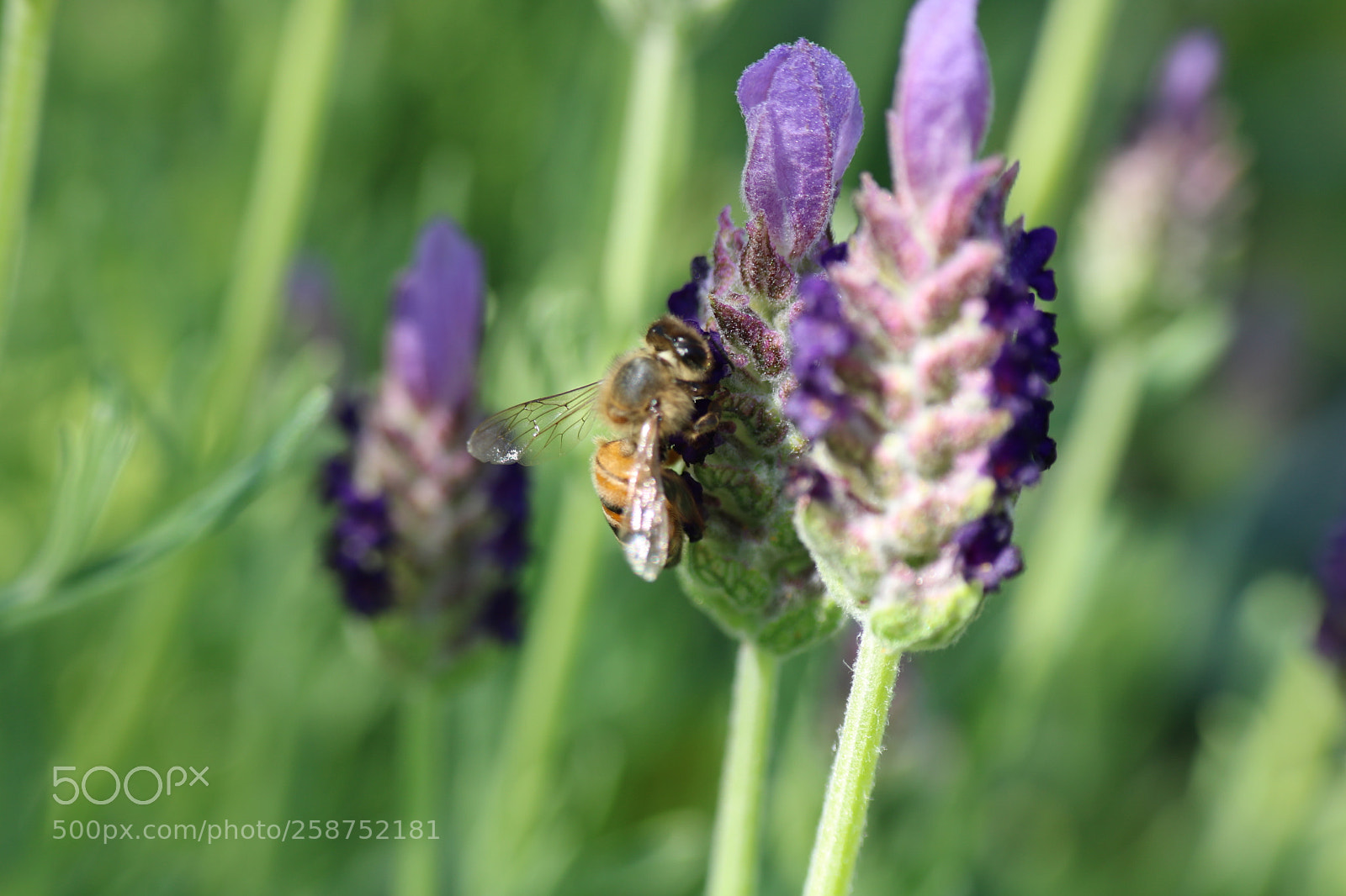 Canon EOS 750D (EOS Rebel T6i / EOS Kiss X8i) sample photo. Purple lavender starting to photography