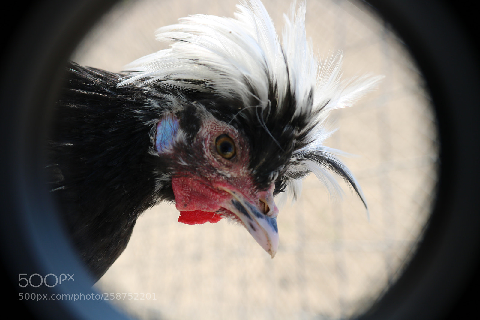 Canon EOS 750D (EOS Rebel T6i / EOS Kiss X8i) sample photo. Fancy rooster with crest photography