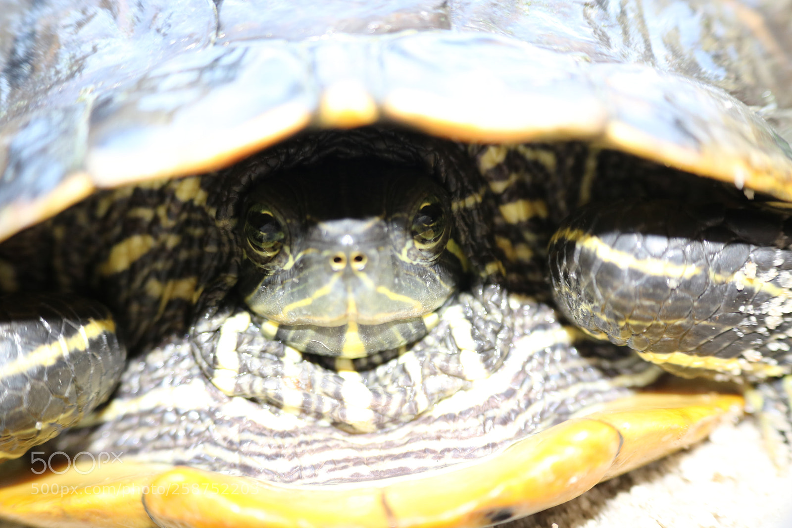 Canon EOS 750D (EOS Rebel T6i / EOS Kiss X8i) sample photo. Large red eared slider photography