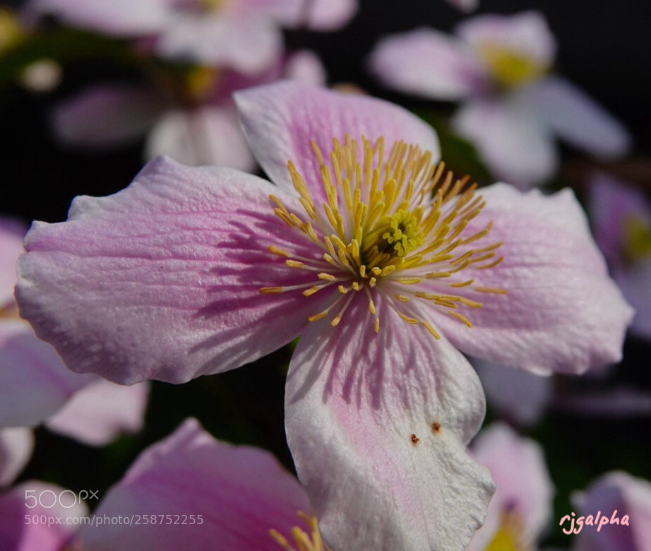Sony Cyber-shot DSC-RX10 IV sample photo. Clematis.  montana  photography