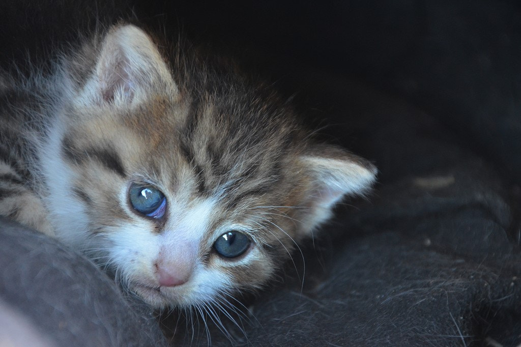Nikon D5100 sample photo. Coucou !! photography