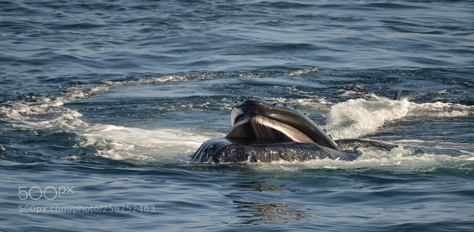 Nikon D800 sample photo. Humpback whale feeding photography