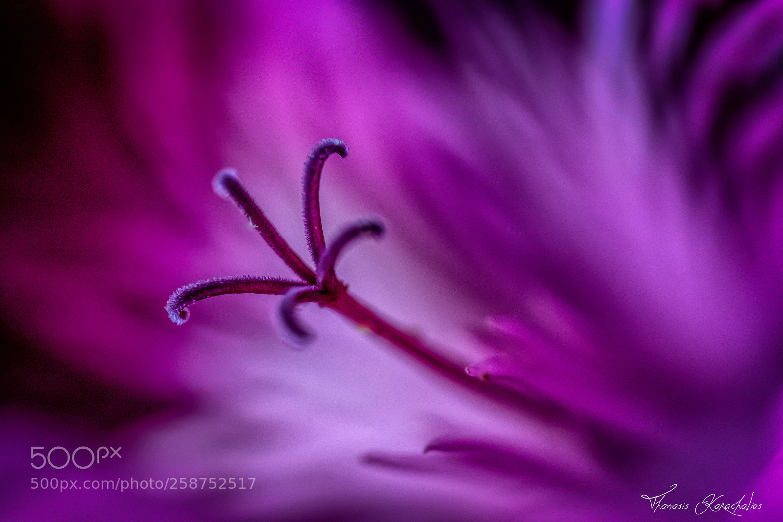 Nikon D750 sample photo. Flower macro photography