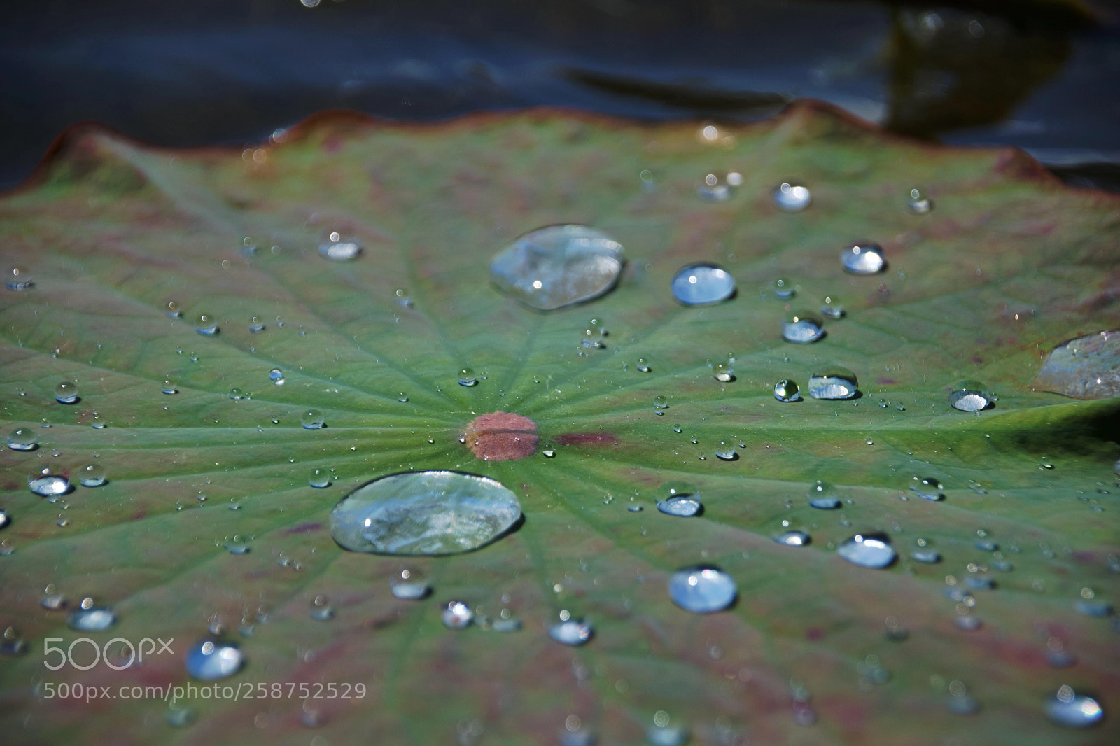 Nikon D3300 sample photo. Natural hydrophobic  photography