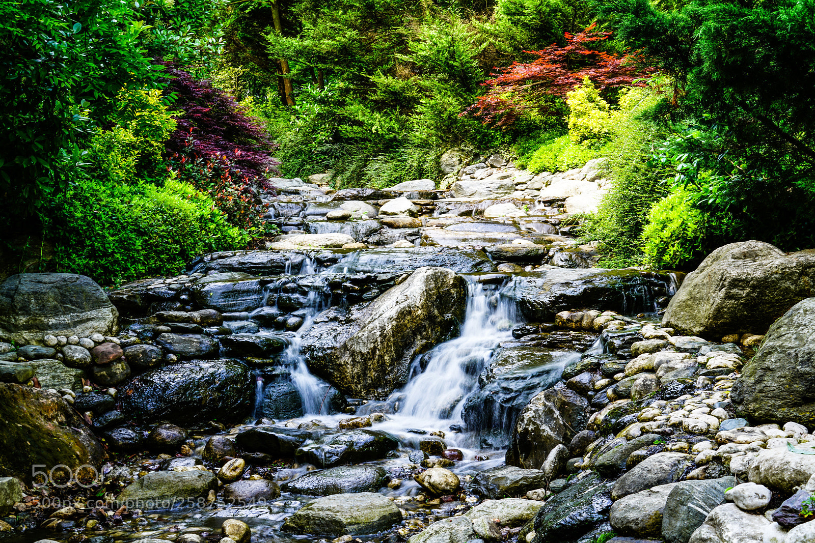 Sony a7R II sample photo. Forest  photography