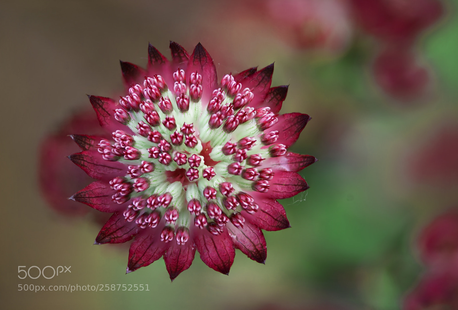 Nikon D610 sample photo. Astrantia star of beauty photography