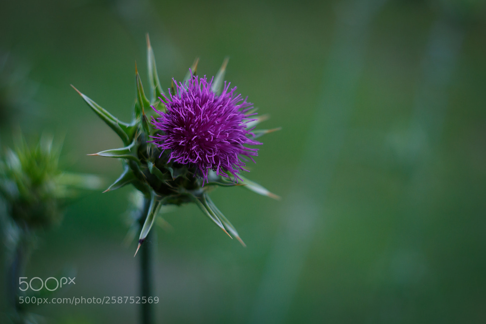 Canon EOS 6D sample photo. Cardo photography