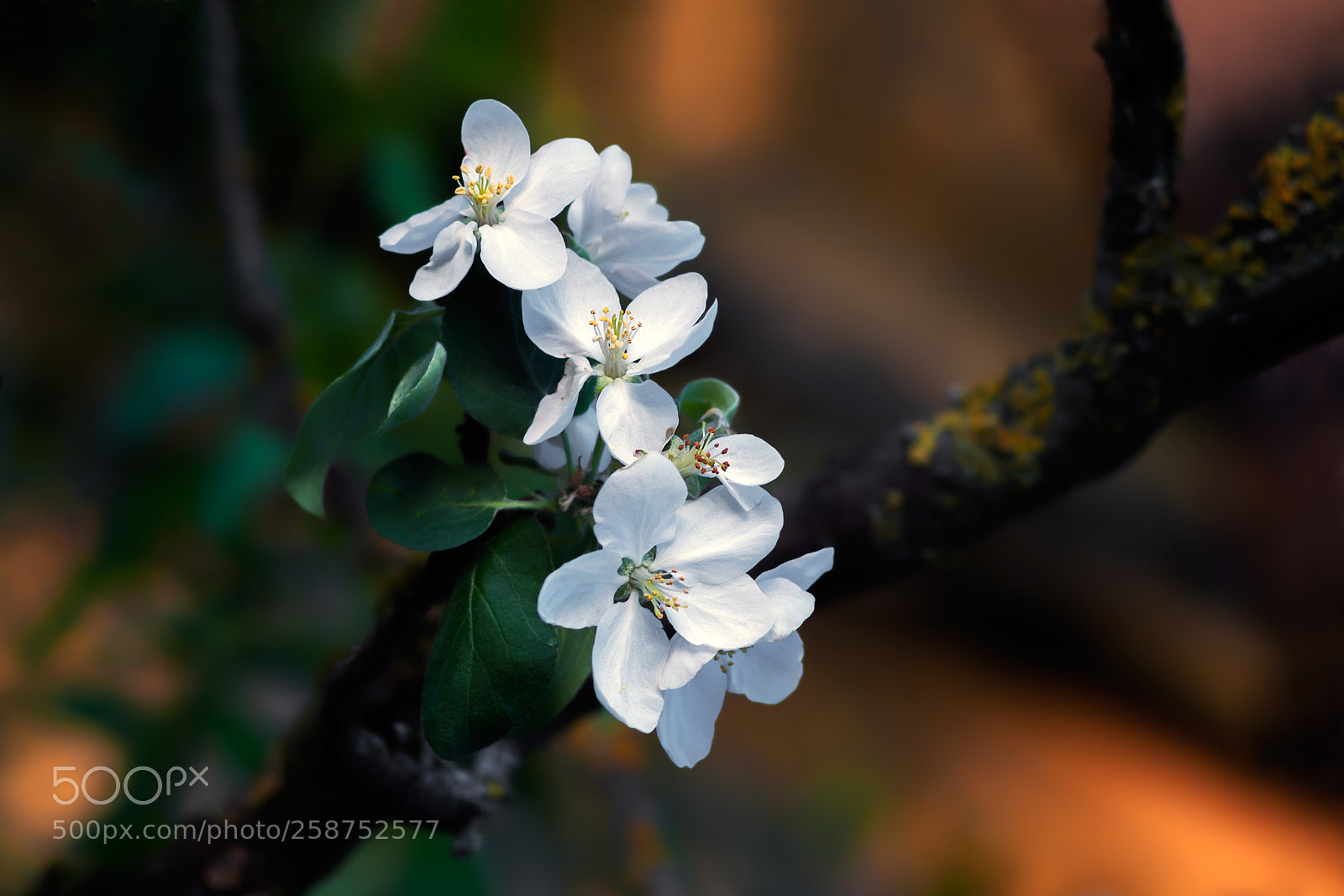 Sony Alpha DSLR-A100 sample photo. Untitled photography
