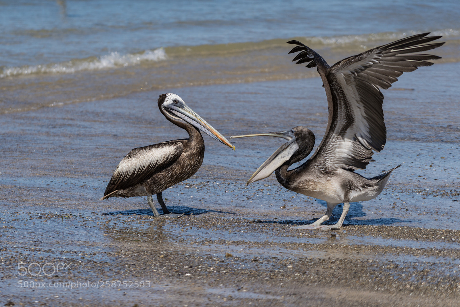 Sony a7R II sample photo. Isla lobos de tierra photography