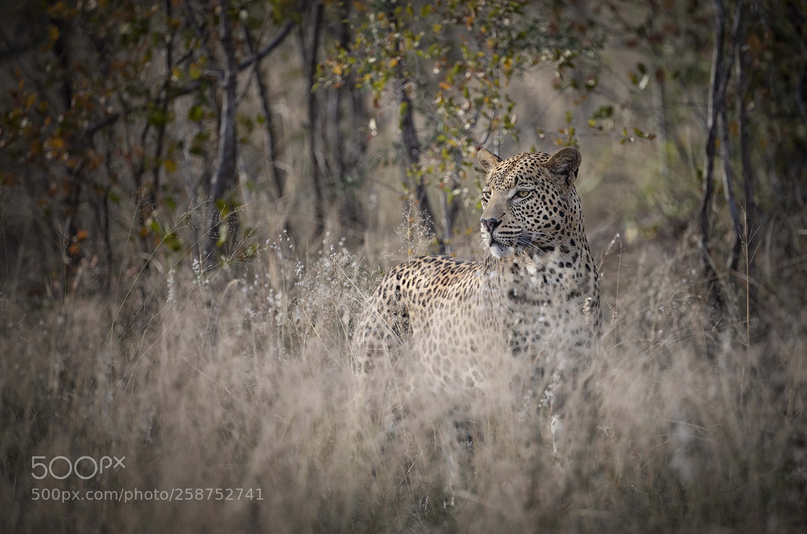 Nikon D850 sample photo. Leopard photography