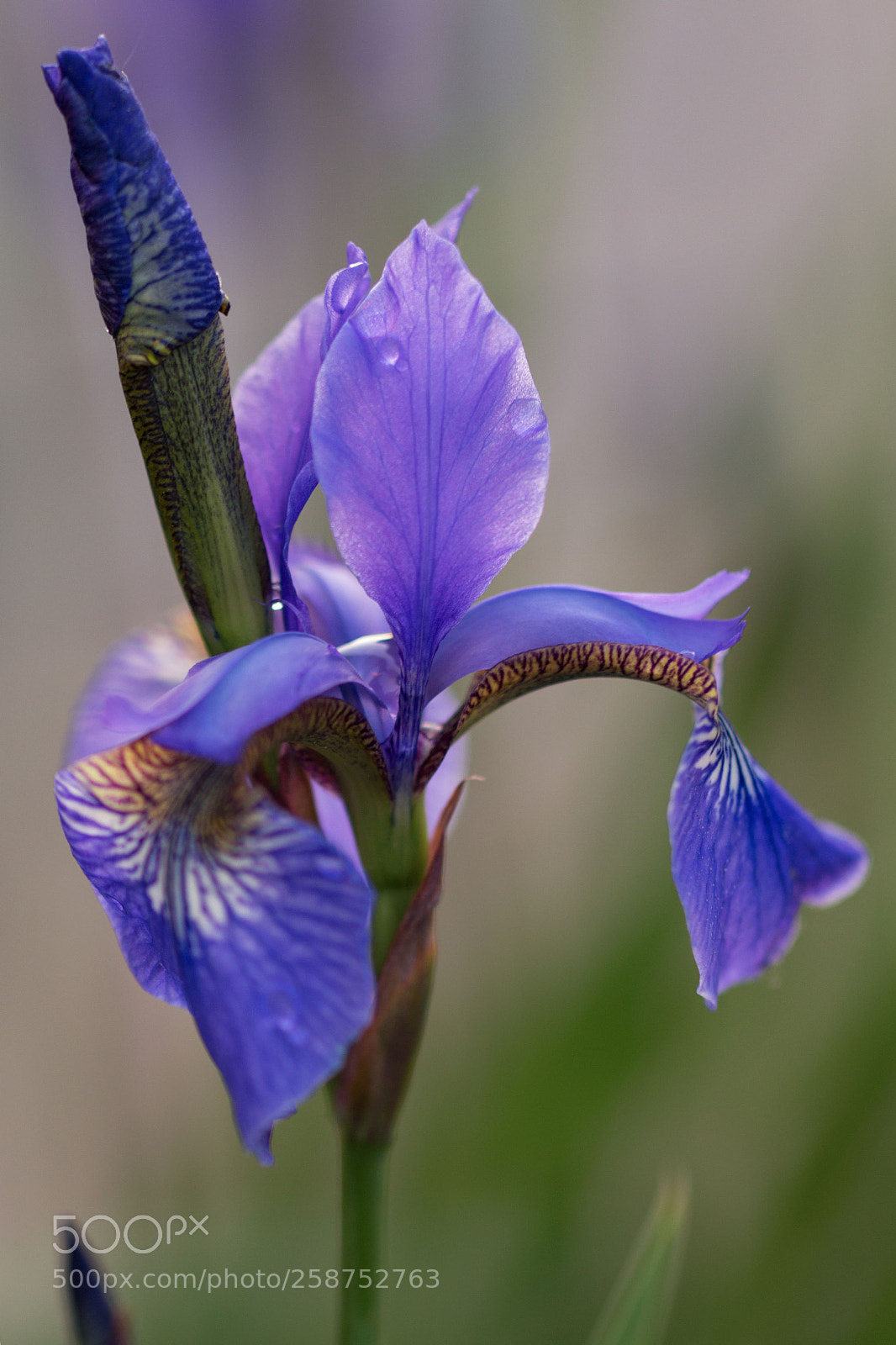 Canon EOS 700D (EOS Rebel T5i / EOS Kiss X7i) sample photo. Schwertlilie photography