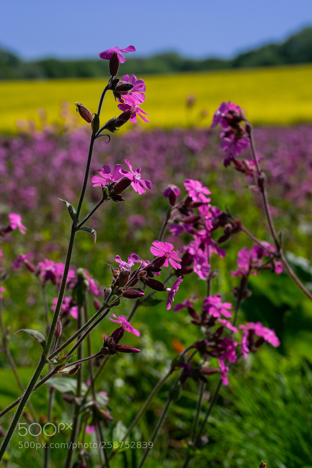 Nikon D3300 sample photo. Campion photography