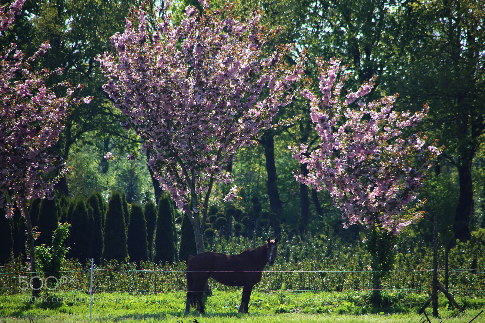 Canon EOS 6D sample photo. Happy horse photography