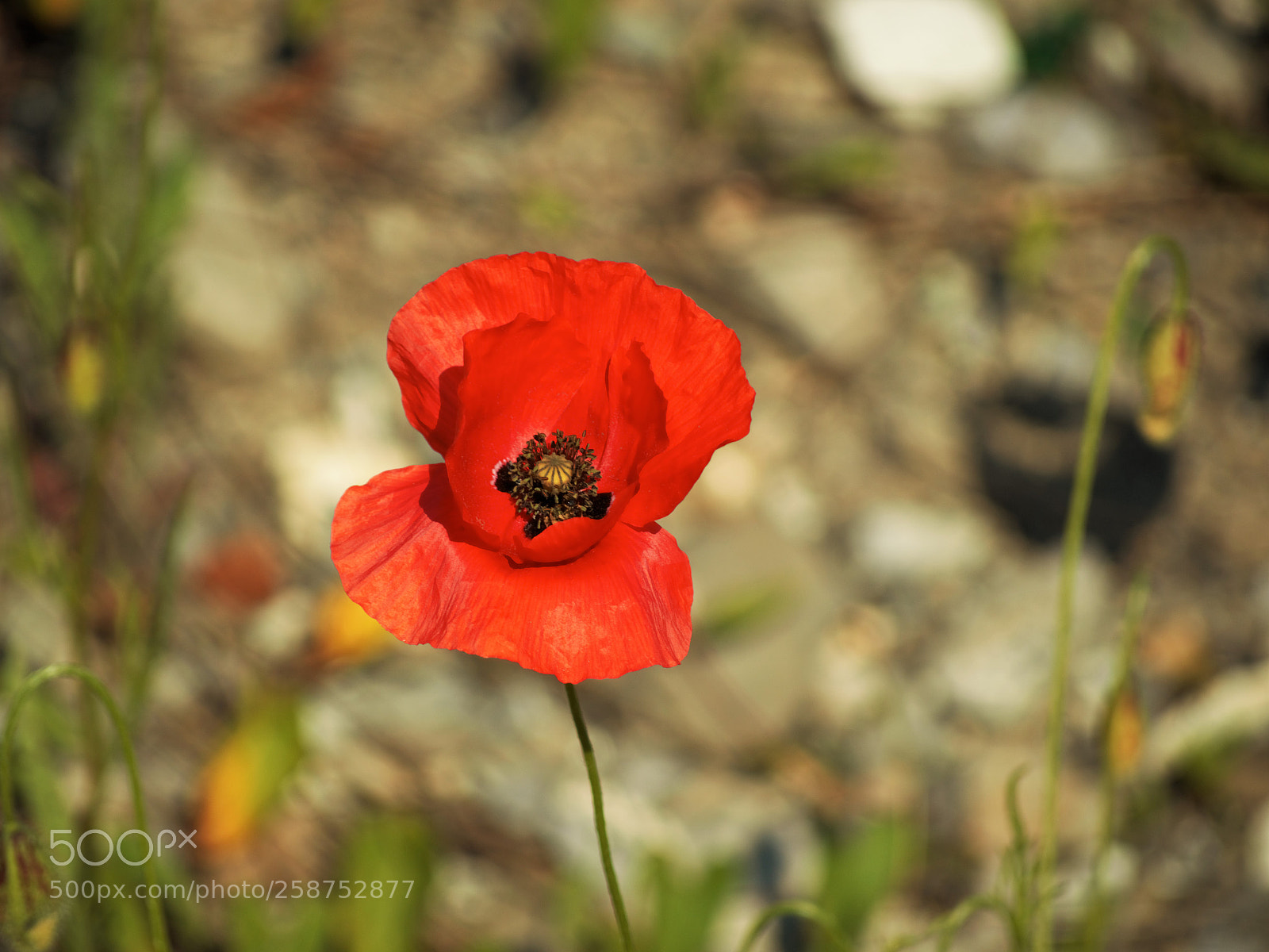 Nikon D3200 sample photo. Untitled photography