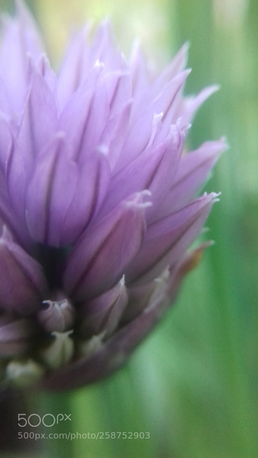 Samsung Galaxy J3(2016) sample photo. Purple flower photography