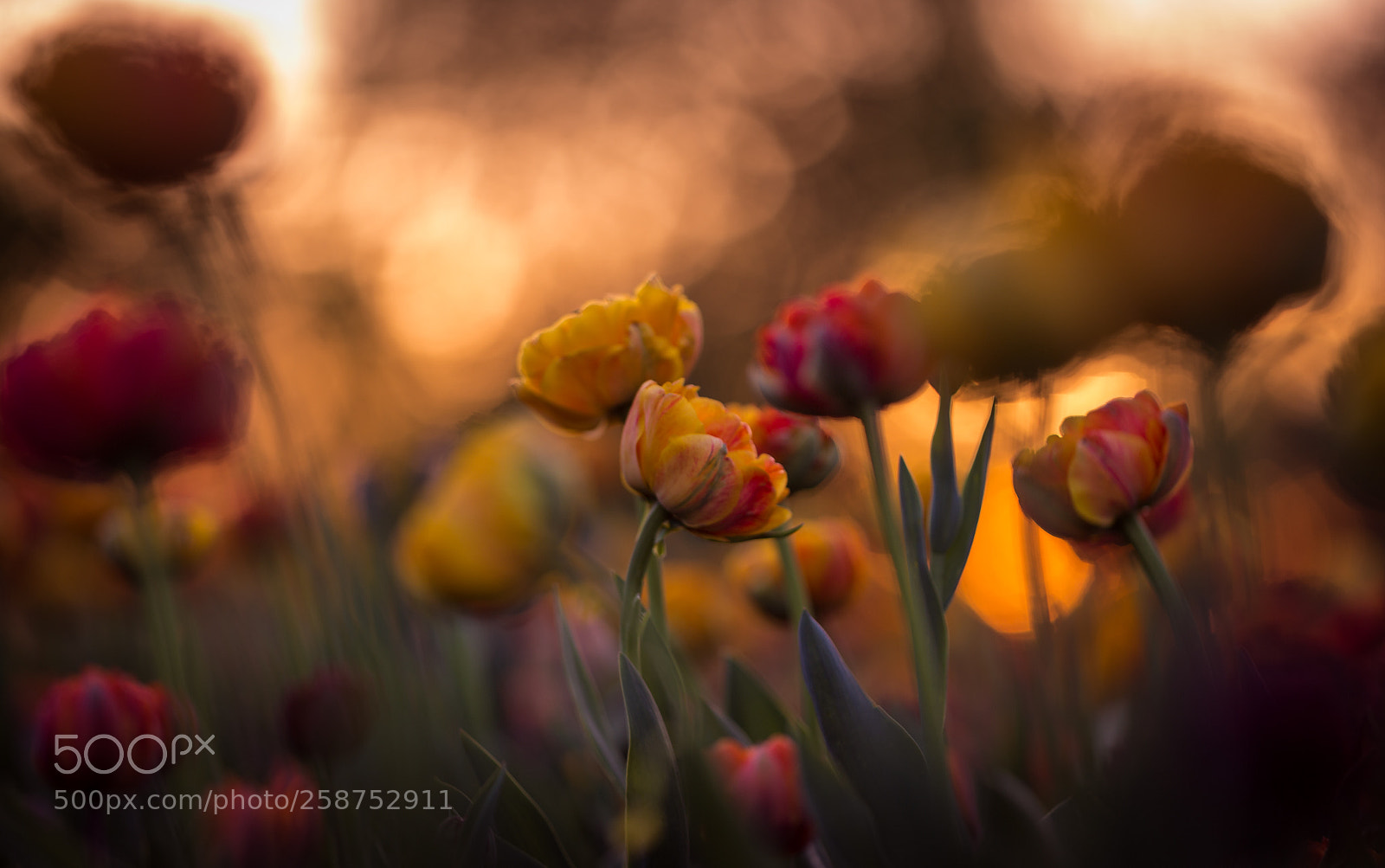 Canon EOS 6D sample photo. Evening melody photography