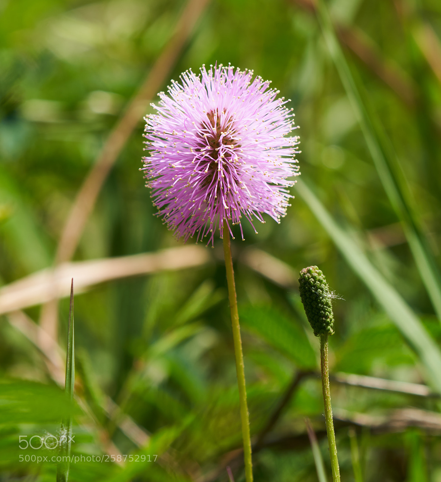 Sony a7R III sample photo. She loves me, she photography