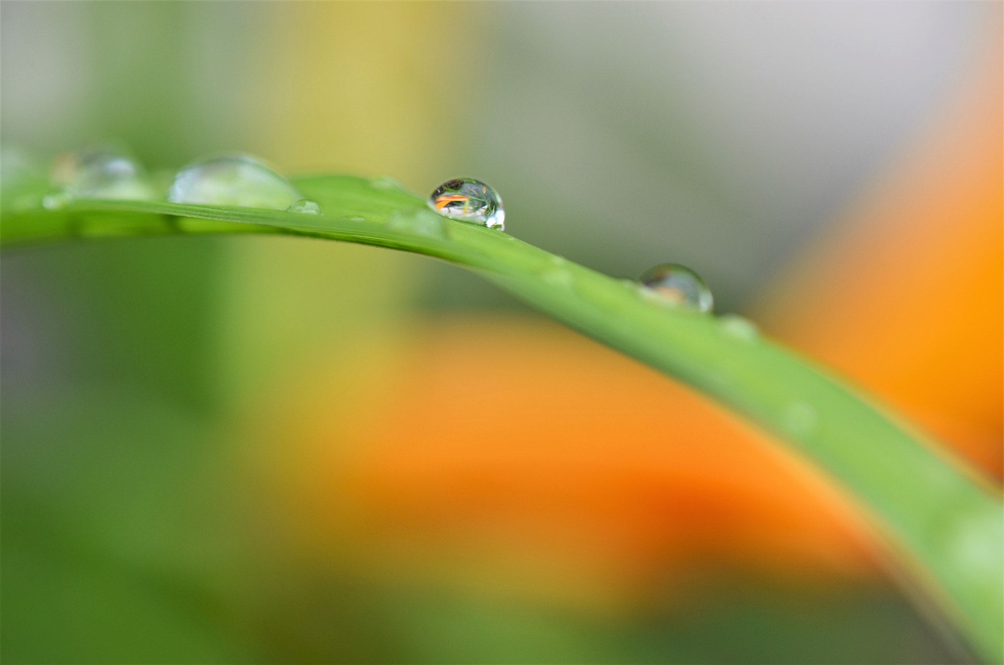 Nikon AF-S DX Micro-Nikkor 85mm F3.5G ED VR sample photo. A rainy day photography