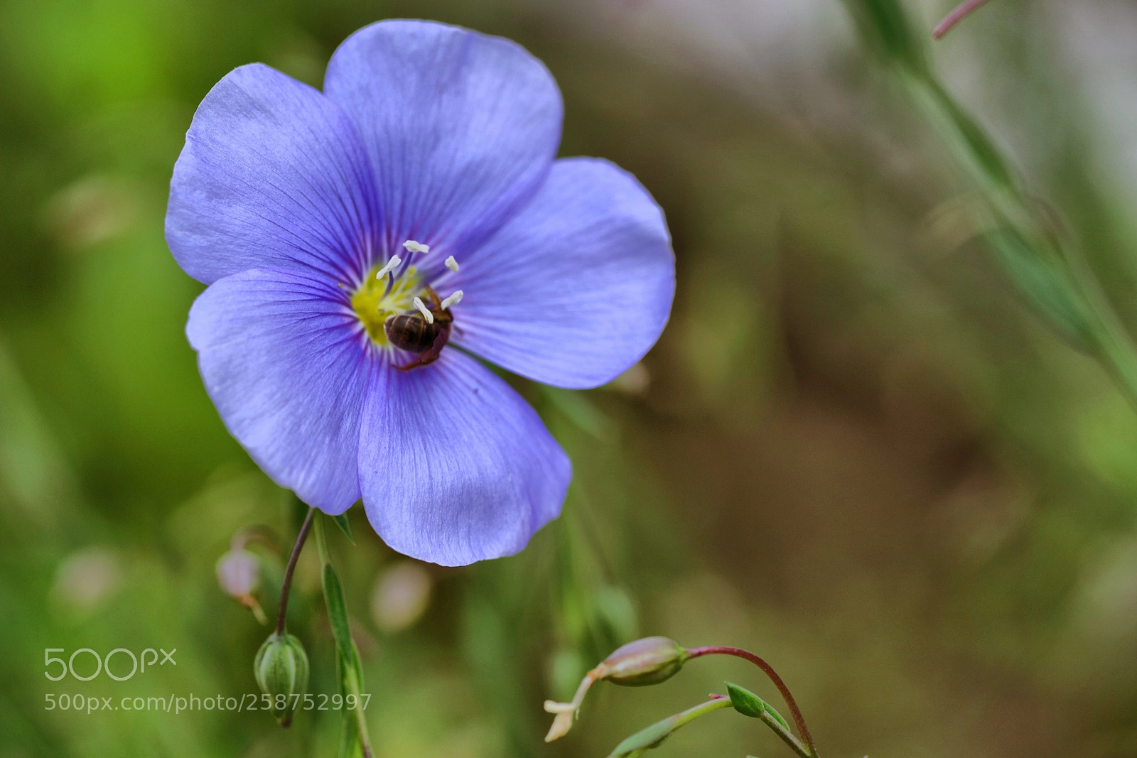 Pentax K-1 sample photo. Blossom  photography
