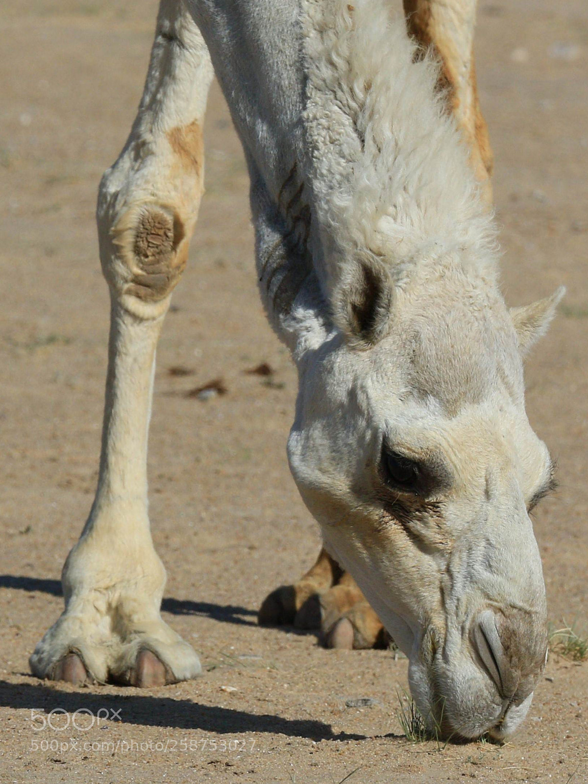 Canon EOS 7D Mark II sample photo. Camel in kuwait desert photography