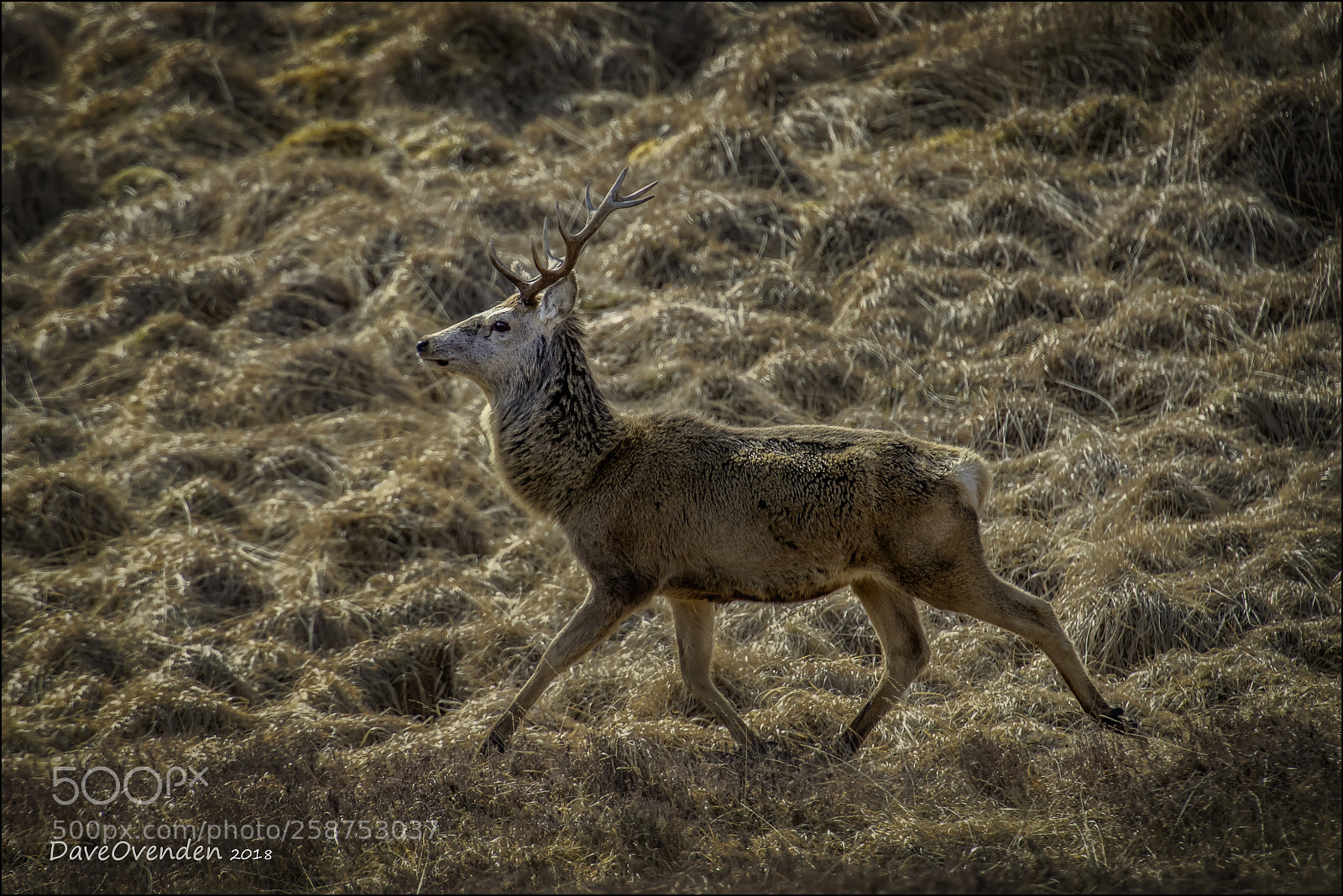 Canon EOS-1D X Mark II sample photo. Red deer photography