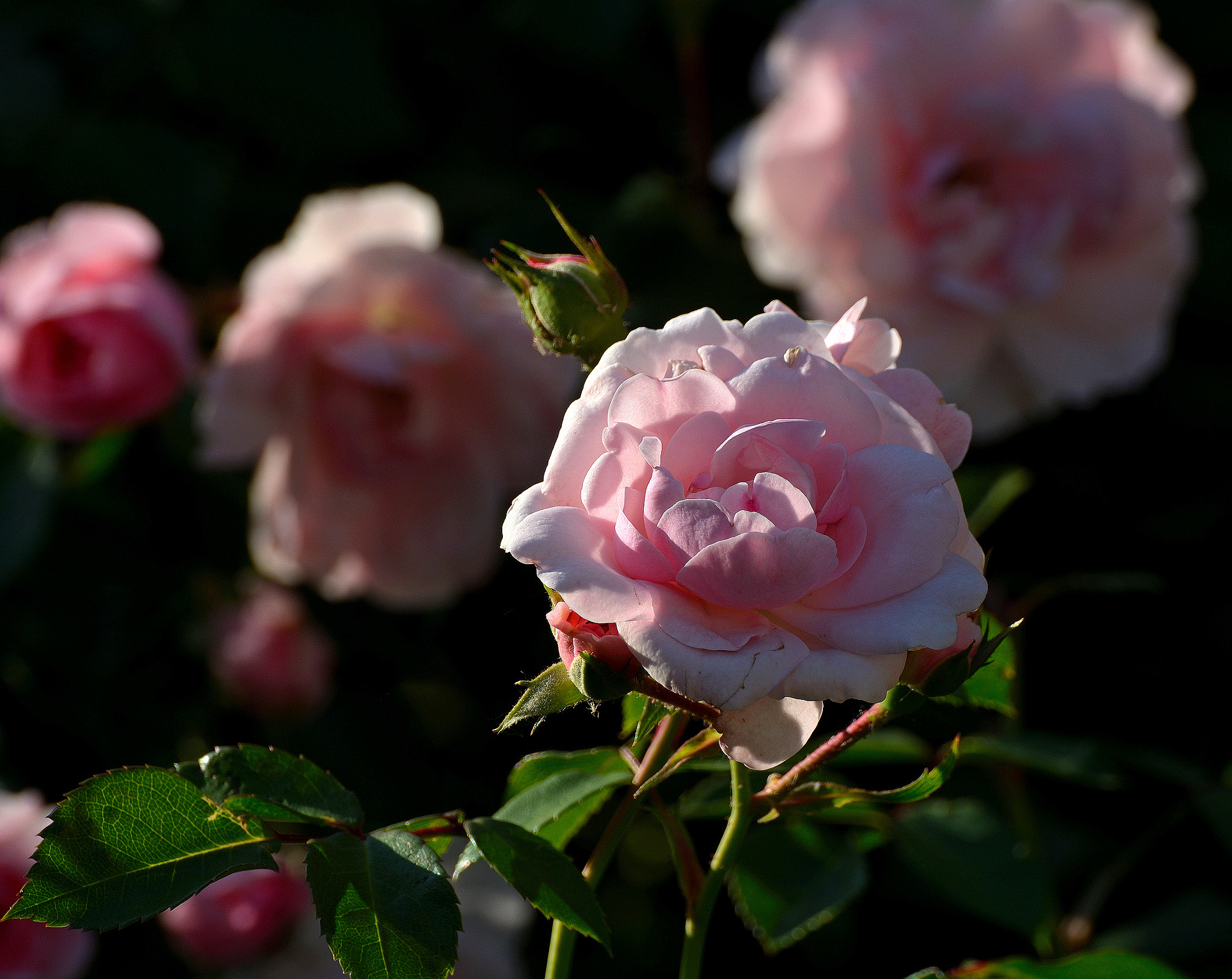Nikon D7100 sample photo. In our garden photography