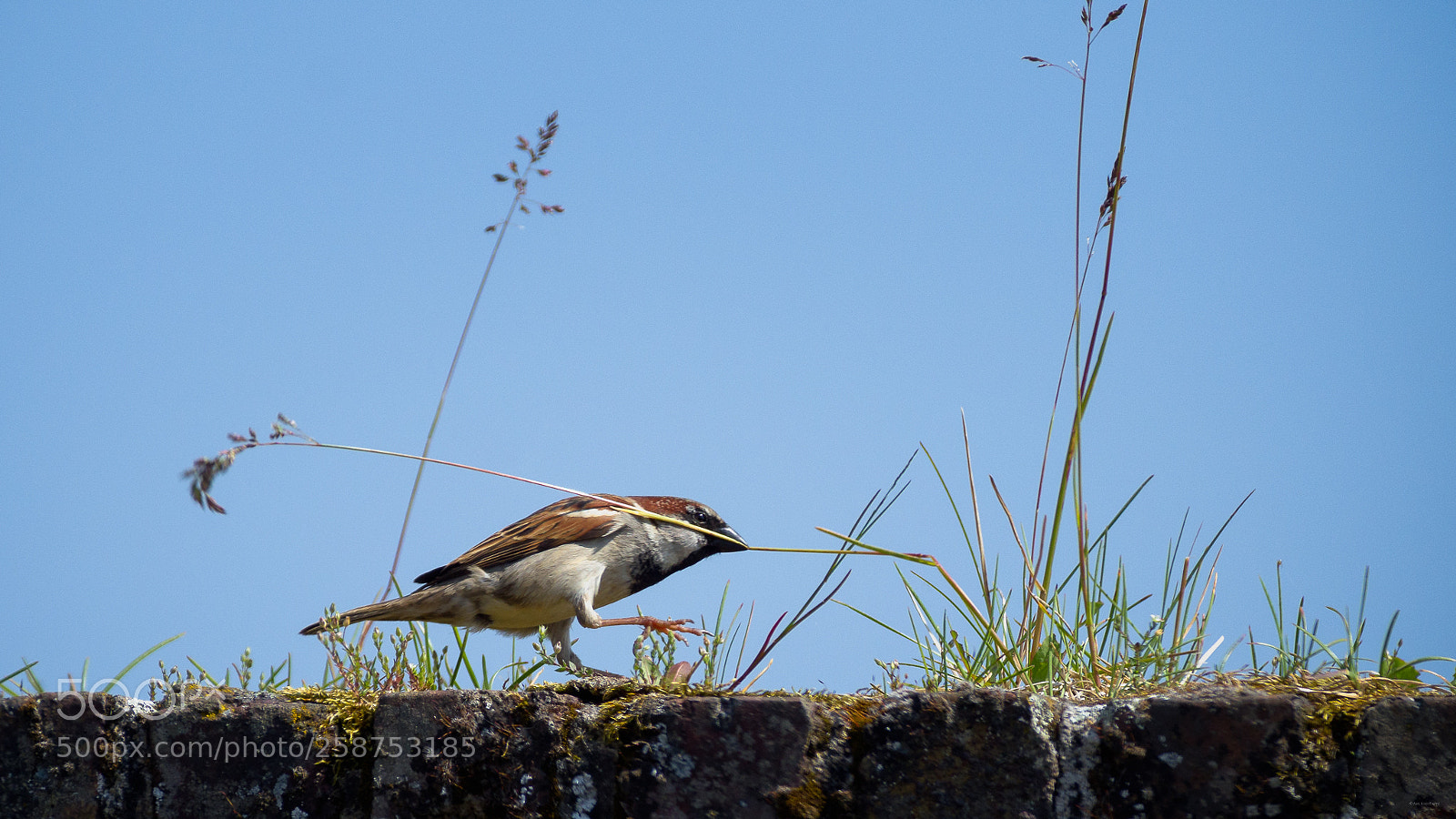 Pentax K-3 sample photo. Le jardinier / the gardener photography