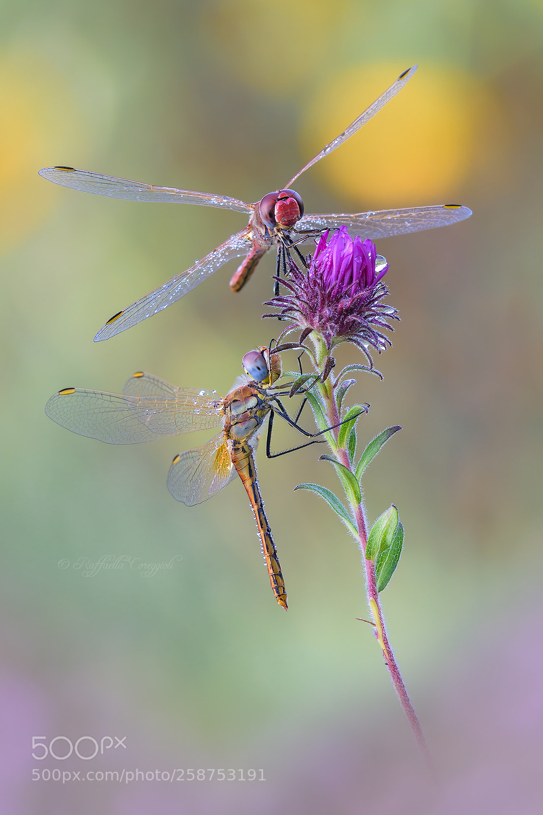 Nikon D7200 sample photo. Finalmente insieme... photography