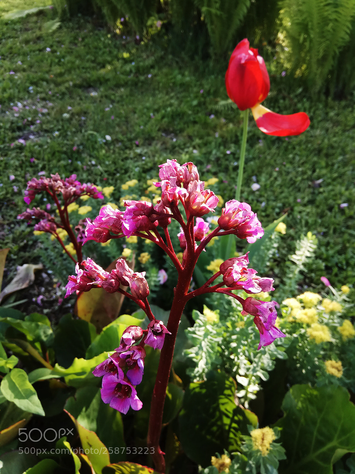 Xiaomi Redmi Note 4 sample photo. Botanic photography