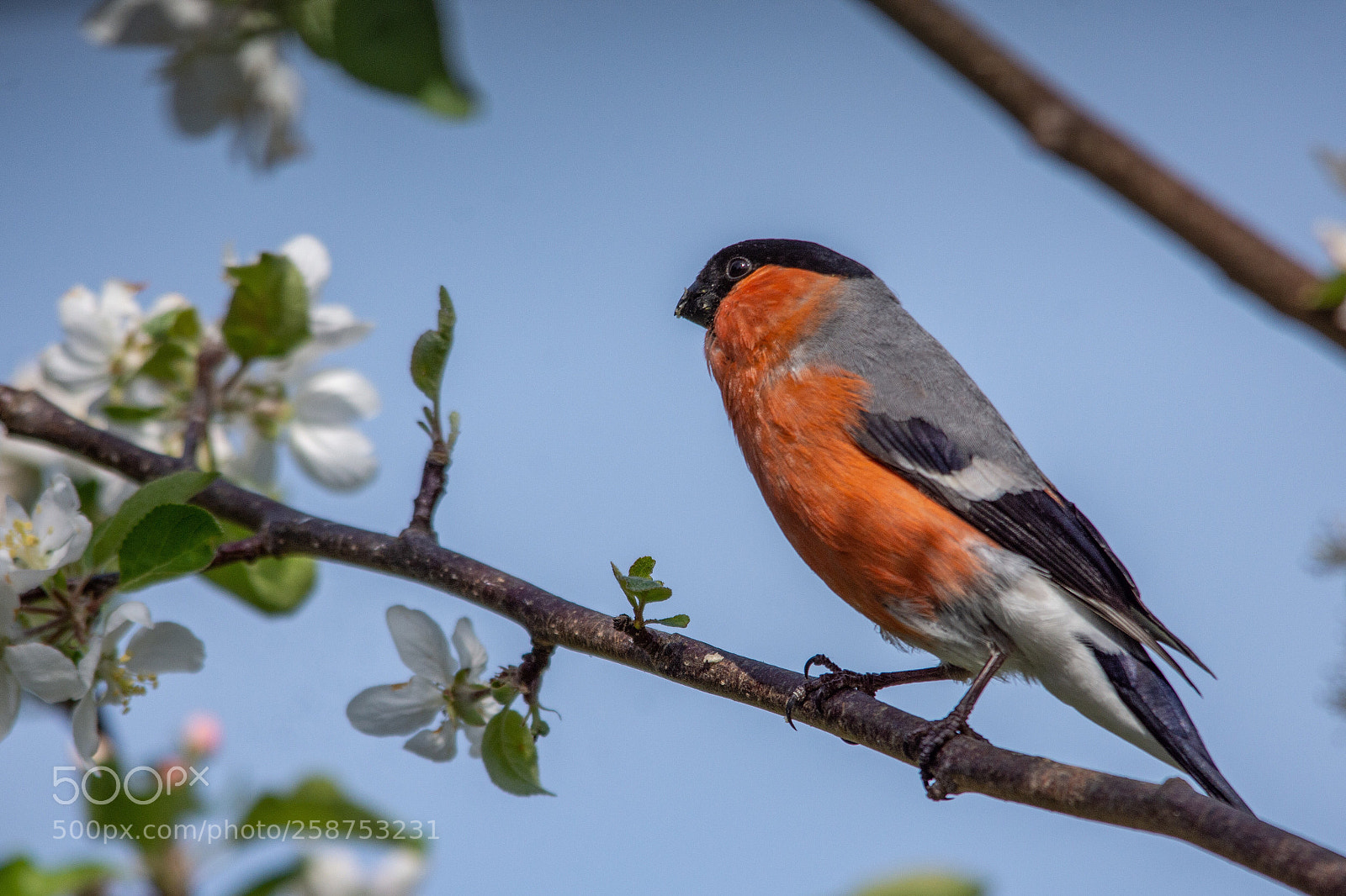 Nikon D7200 sample photo. Bullfinch photography