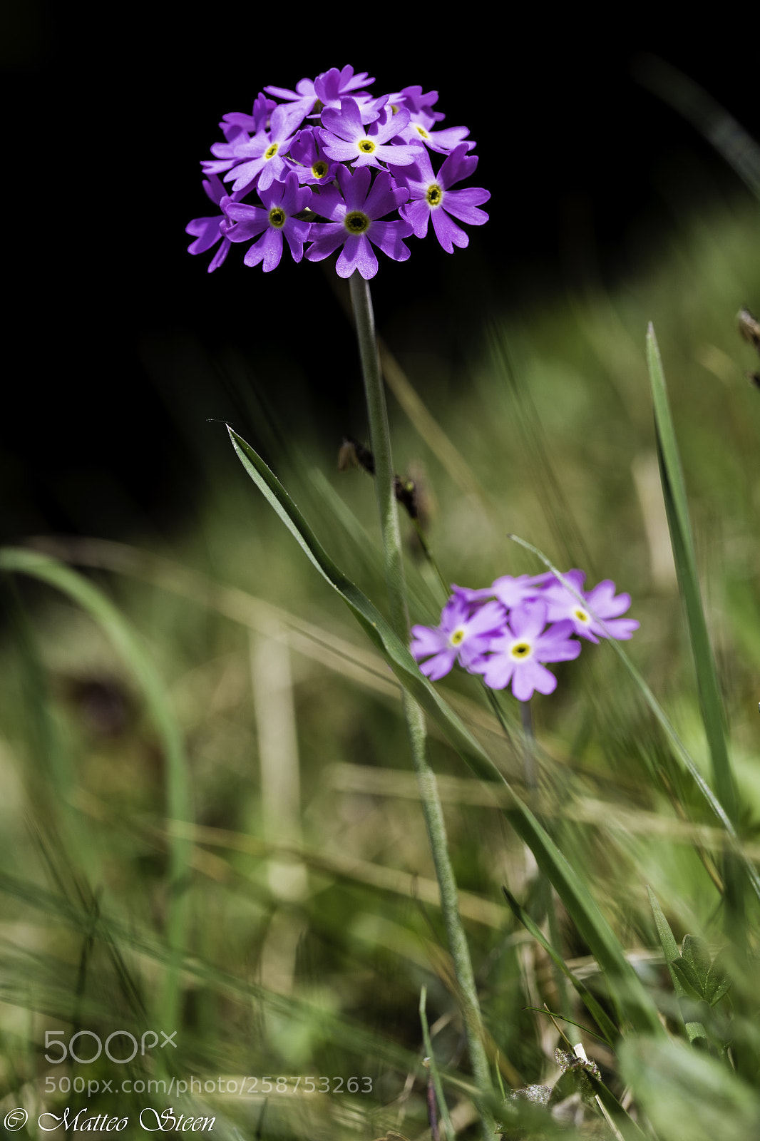 Canon EOS 6D sample photo. Primula farinosa photography