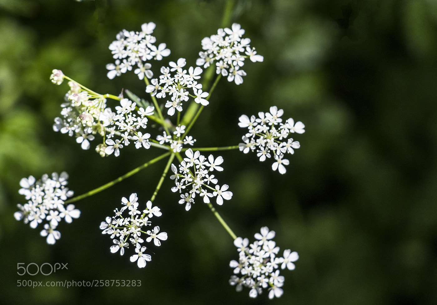 Canon EOS 80D sample photo. Woodland flowers s photography